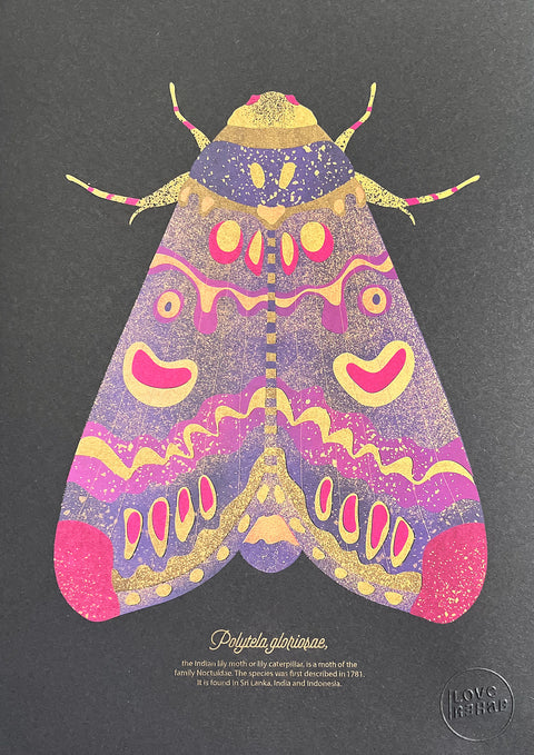 "Lily Moth Nightly"