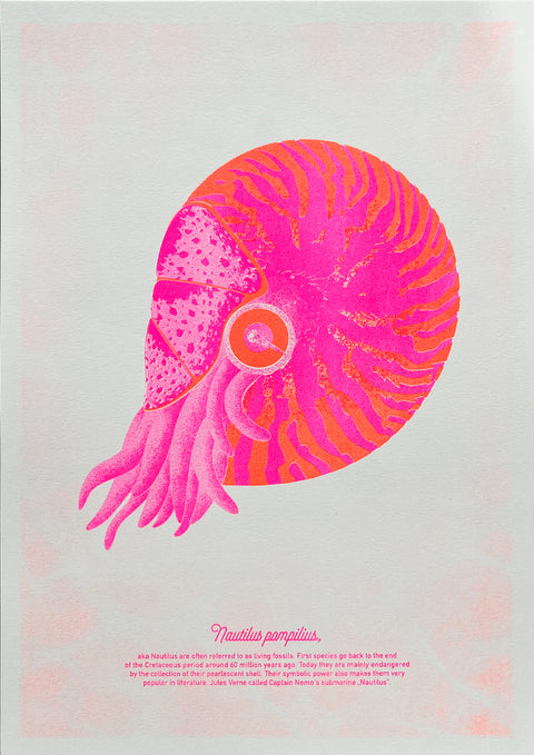 "Nautilus Pink Nemo"