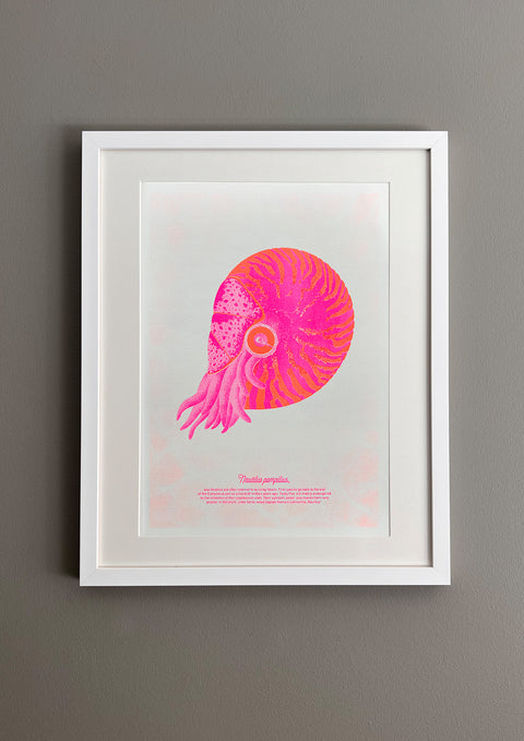 "Nautilus Pink Nemo"