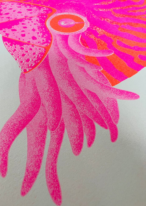 "Nautilus Pink Nemo"