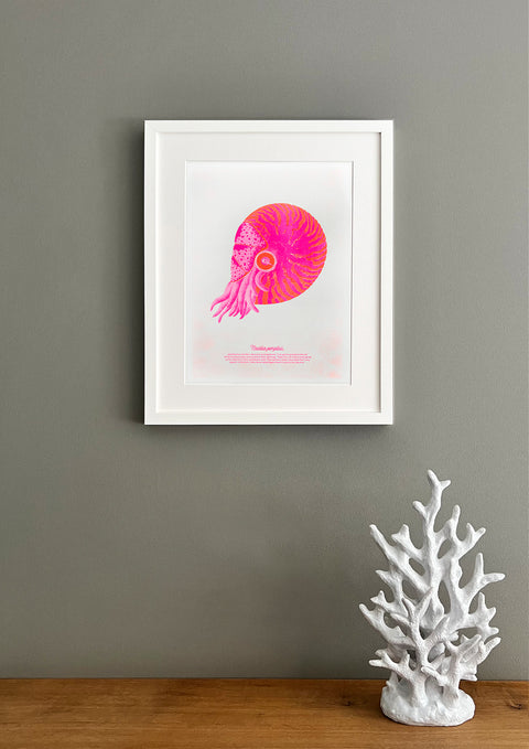 "Nautilus Pink Nemo"