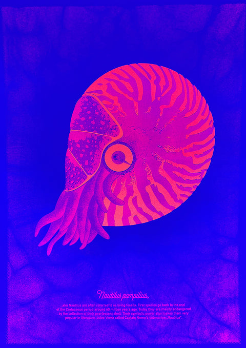 "Nautilus Pink Nemo"