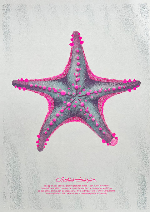 "Starfish Pink Spike"