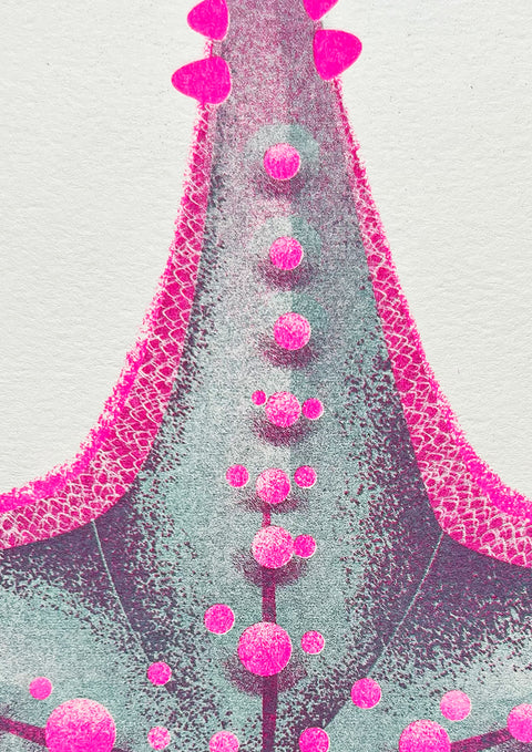 "Starfish Pink Spike"