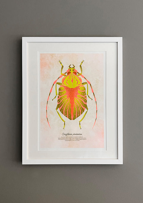 "Glow Beetle Orangina"