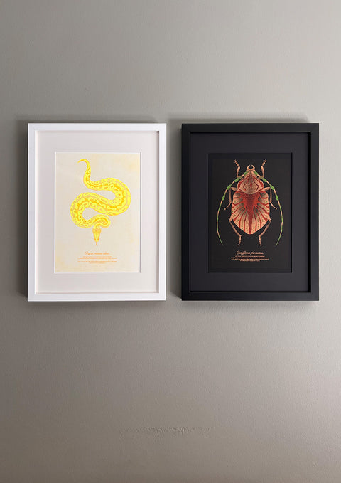 "Glow Beetle Mini"