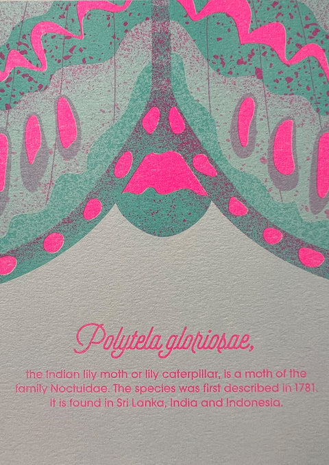 "Lily Moth Reloaded"