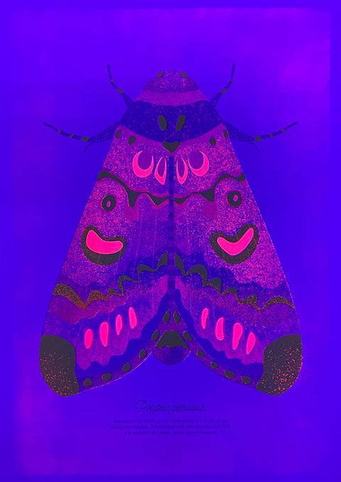 "The Real Lily Moth"