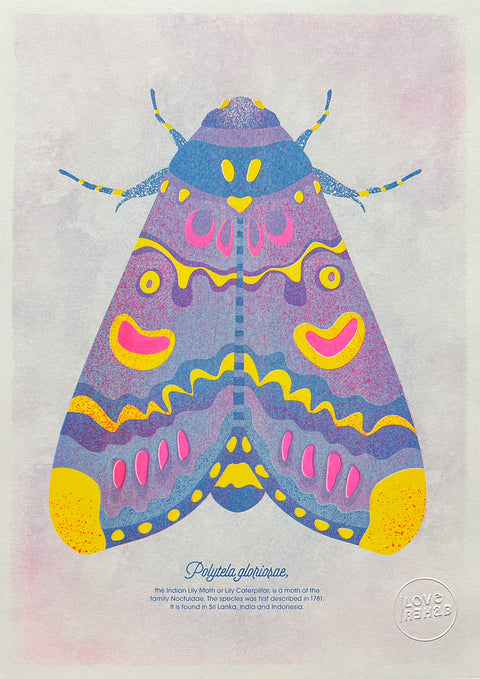 "The Real Lily Moth"
