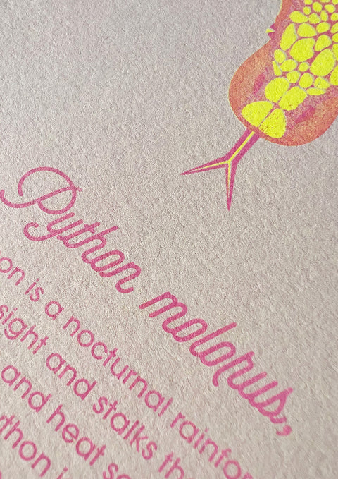 "Tiger Python Bubblegum"