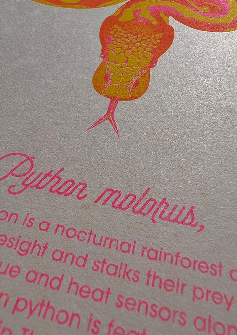 "Tiger Python Desert"
