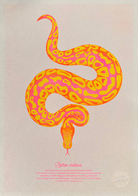 "Tiger Python Desert"