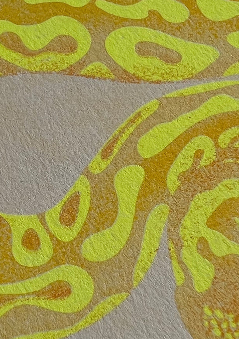 "Tiger Python Albino"