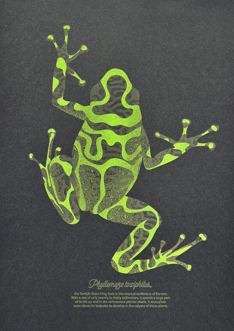 "Black Maze Frog"