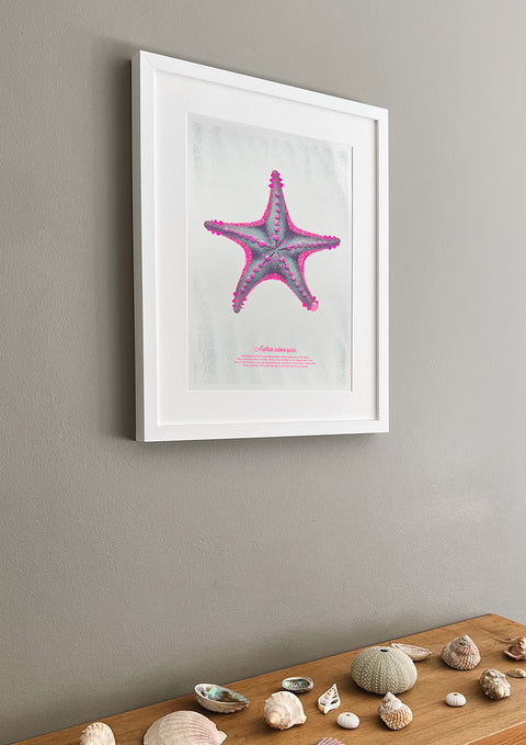 "Starfish Pink Spike"