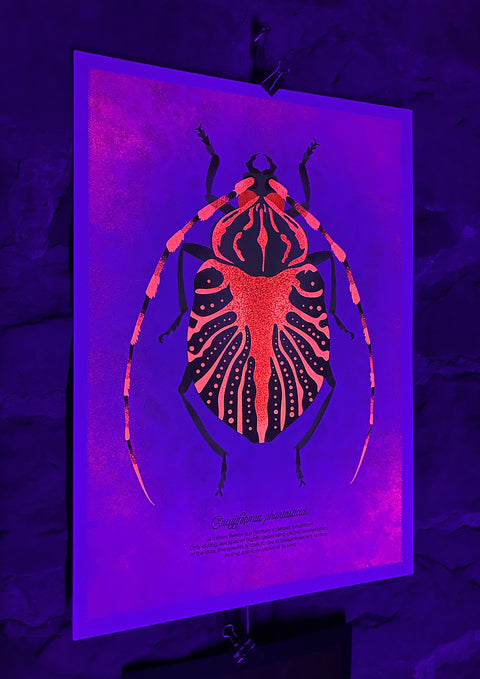 "Glow Beetle Orangina"