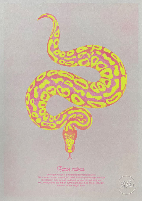 "Tiger Python Bubblegum"