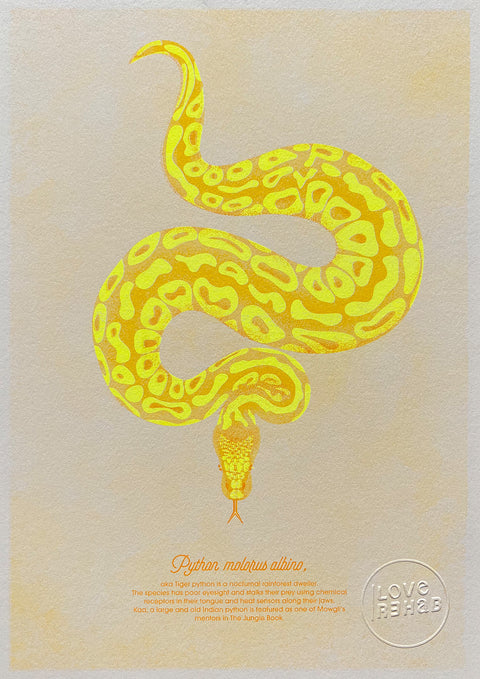 "Tiger Python Albino"